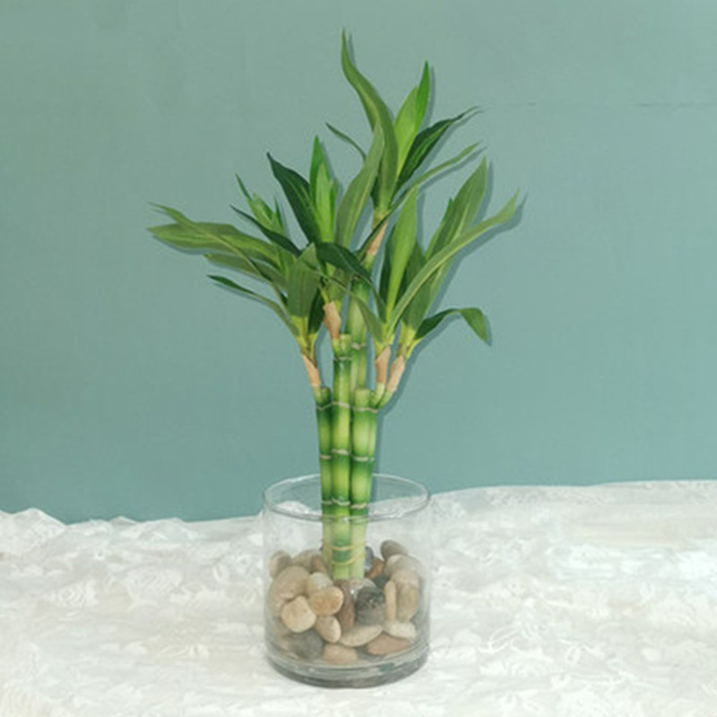 Echeveria Succulent - Mới 40Cm RFtificial May Mắn Tre