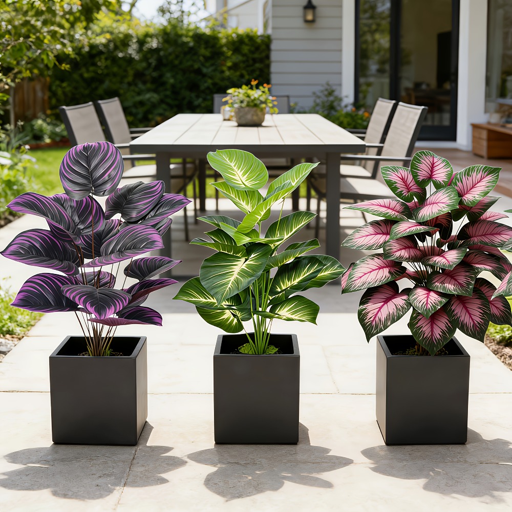 3pc Featuring Various Large-Le - đánh giá và giá Ficus Lyrata Tree