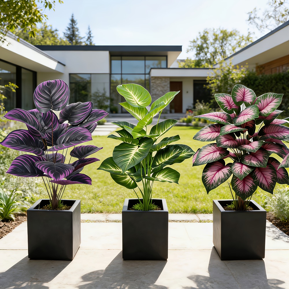3pc Featuring Various Large-Le - đánh giá và giá Ficus Lyrata Tree