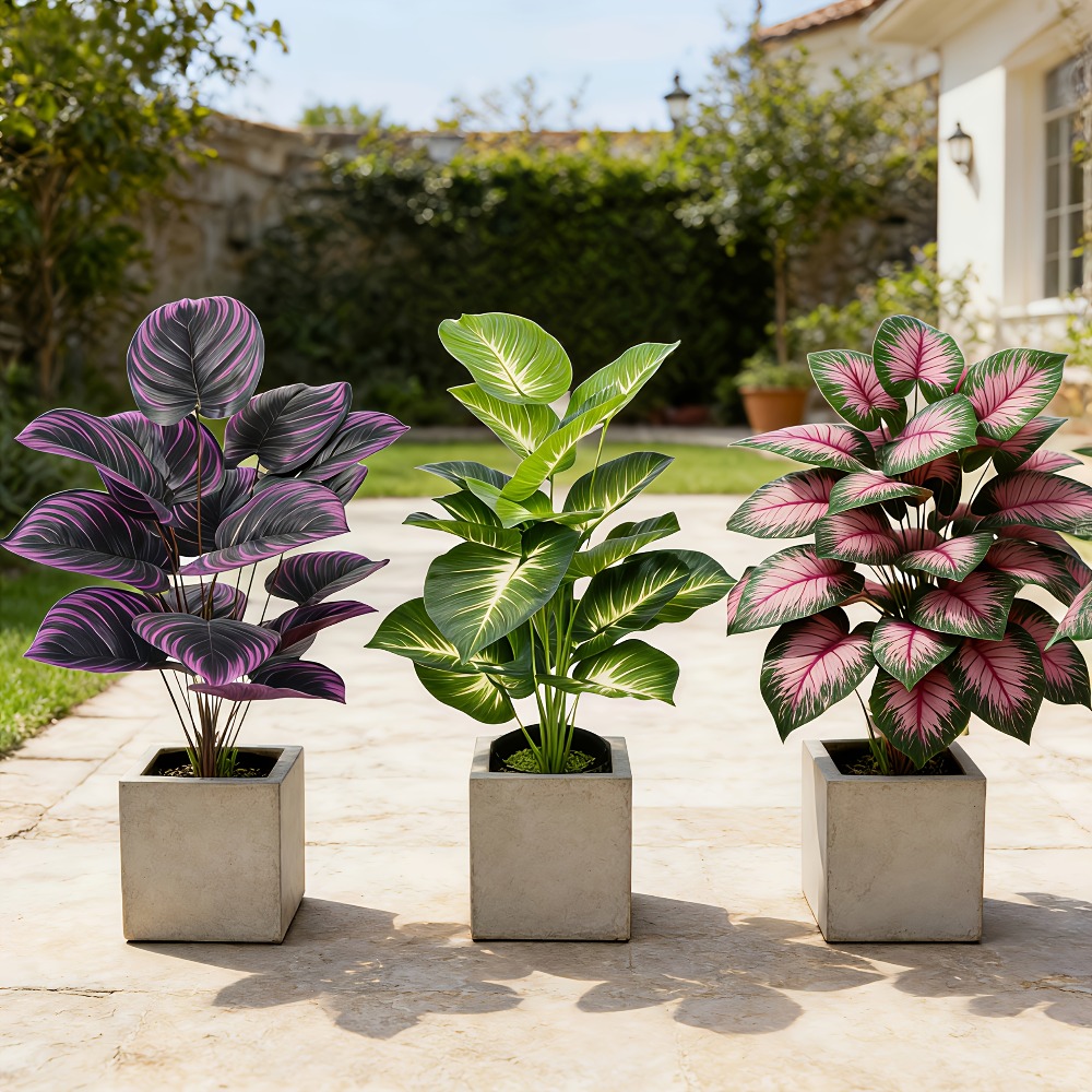 3pc Featuring Various Large-Le - đánh giá và giá Ficus Lyrata Tree