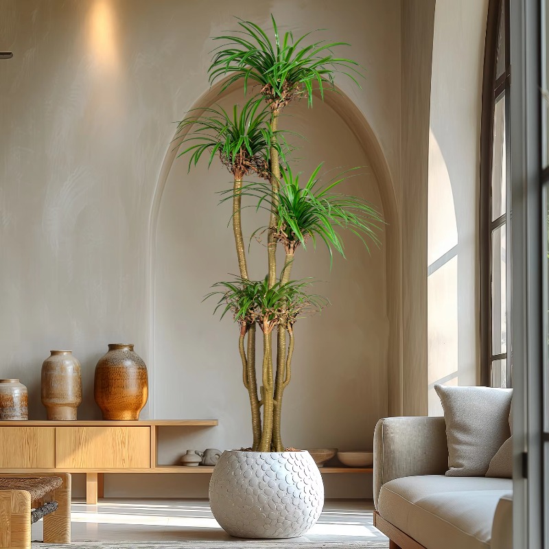 Indoor/Outdoor Home Tree Simul - đánh giá và giá Dracaena Marginata