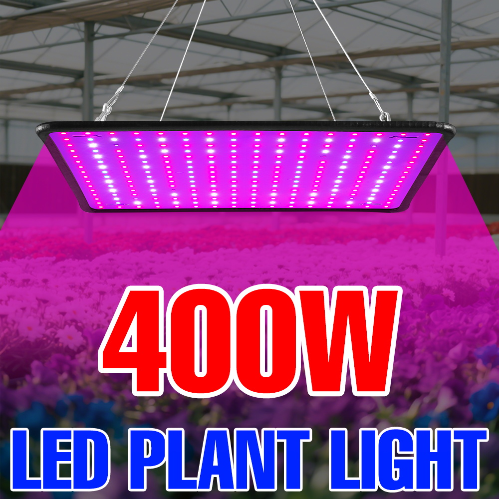 400W LED Grow Light Full Spect - đánh giá và giá Echeveria Succulent