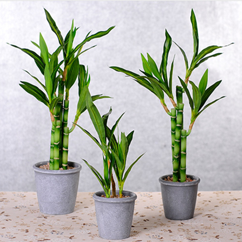 Mới 40Cm RFtificial May Mắn Tr - đánh giá và giá Echeveria Succulent