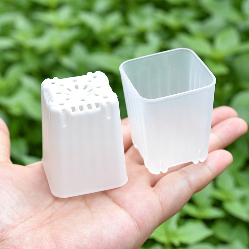 50-100Pcs 4cm Mini Thicken Whi - đánh giá và giá Echeveria Succulent