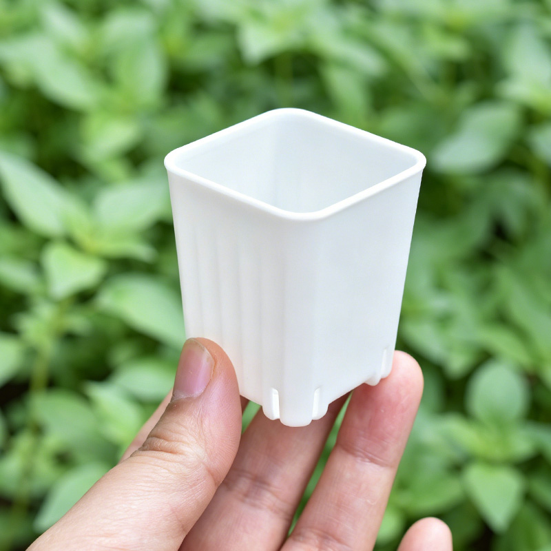 50-100Pcs 4cm Mini Thicken Whi - đánh giá và giá Echeveria Succulent