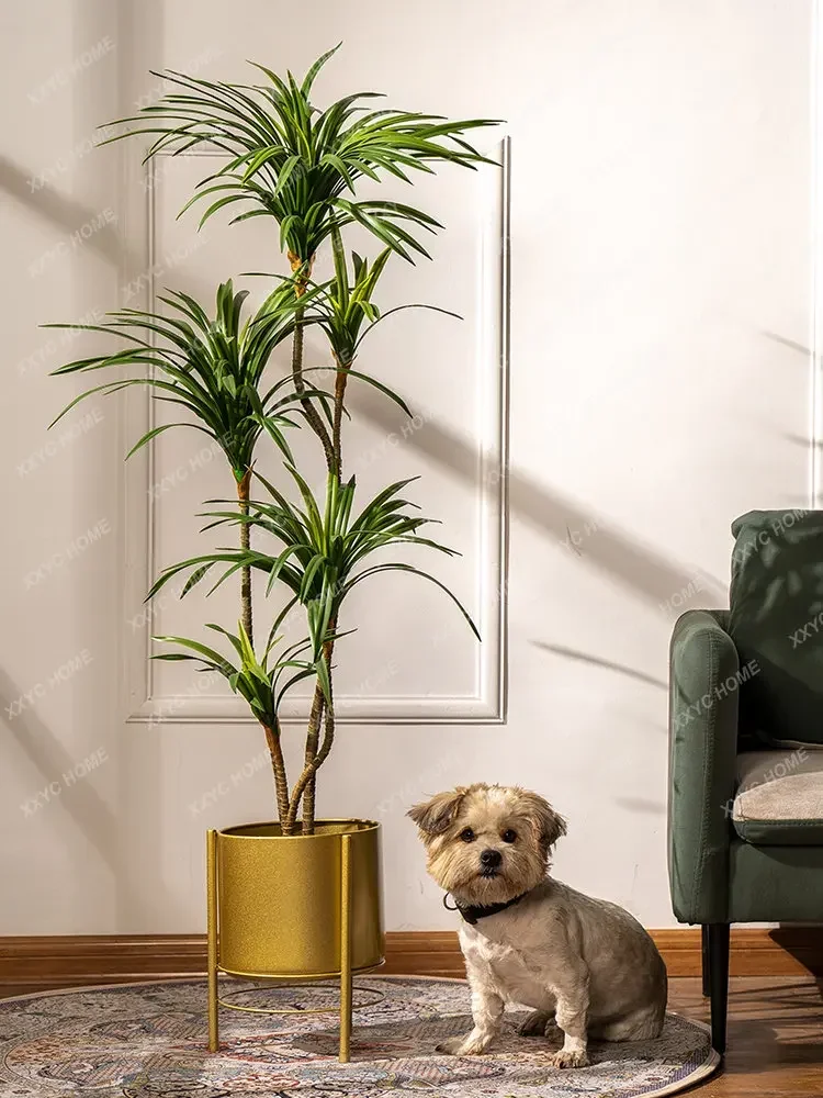 Simulation Colorful Ponytail I - đánh giá và giá Dracaena Marginata