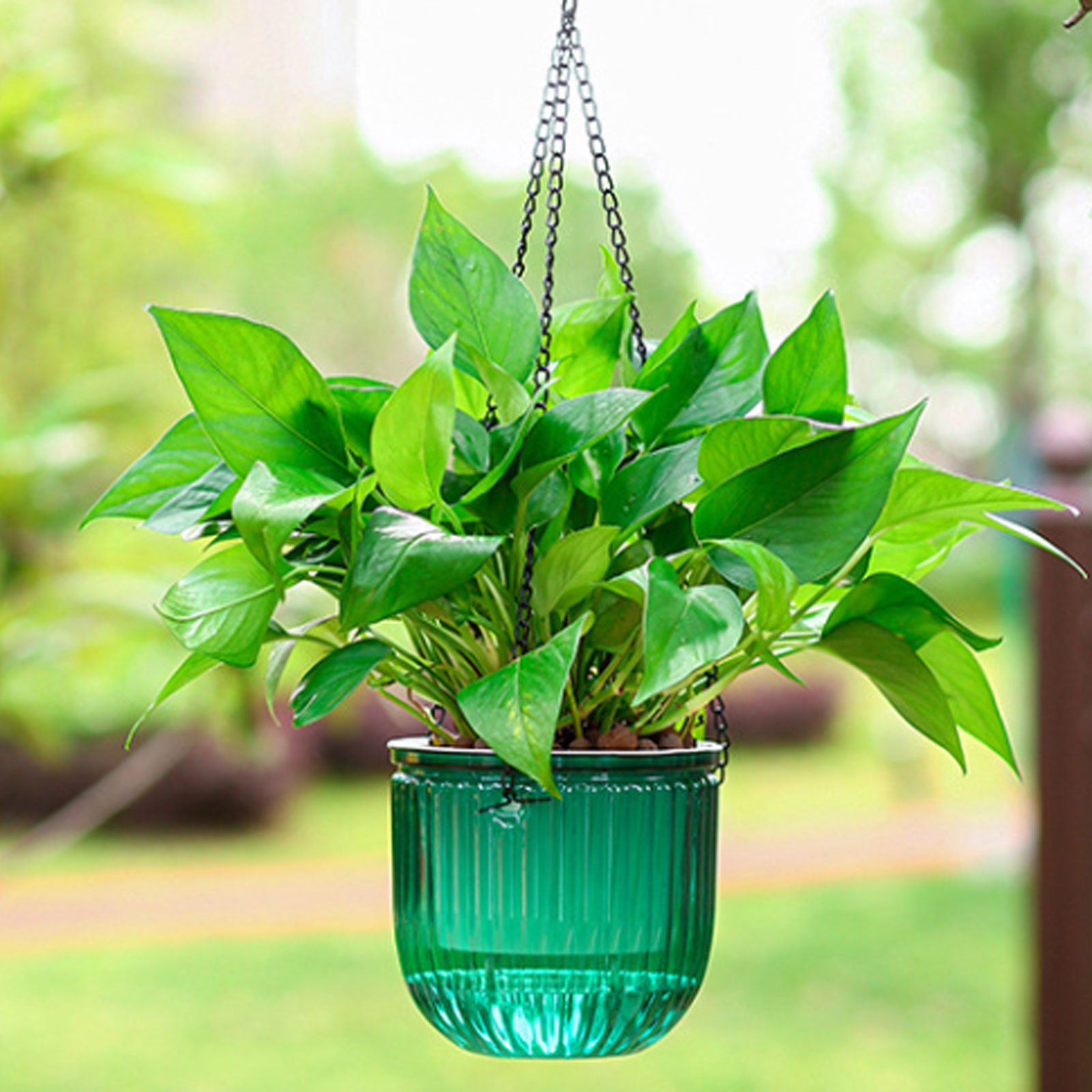 Automatic Self Watering Plant  - đánh giá và giá Spider Plant Hanging