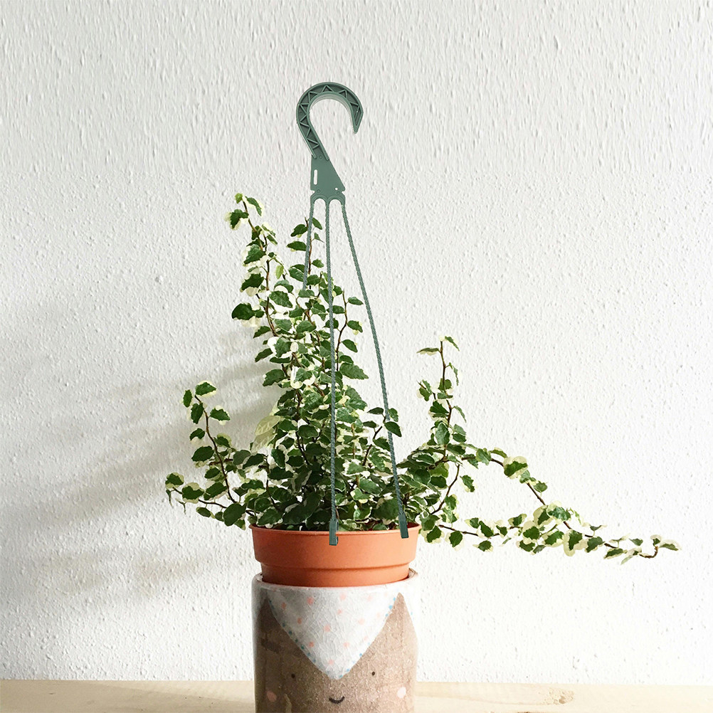 5Pcs Hanging Planter Hooks Set - đánh giá và giá Spider Plant Hanging