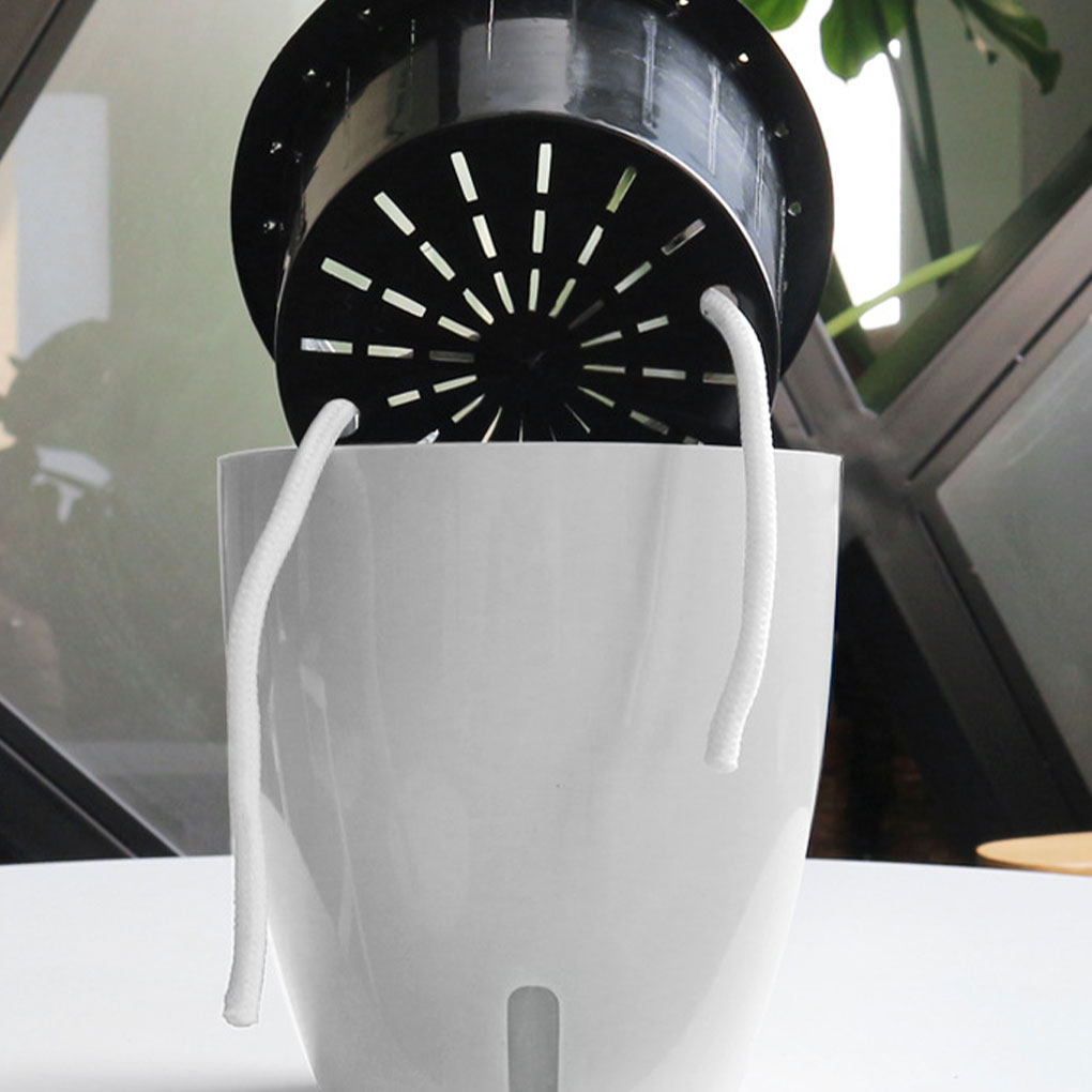 White Portable And Eco-friendl - đánh giá và giá Aloe Vera Pot