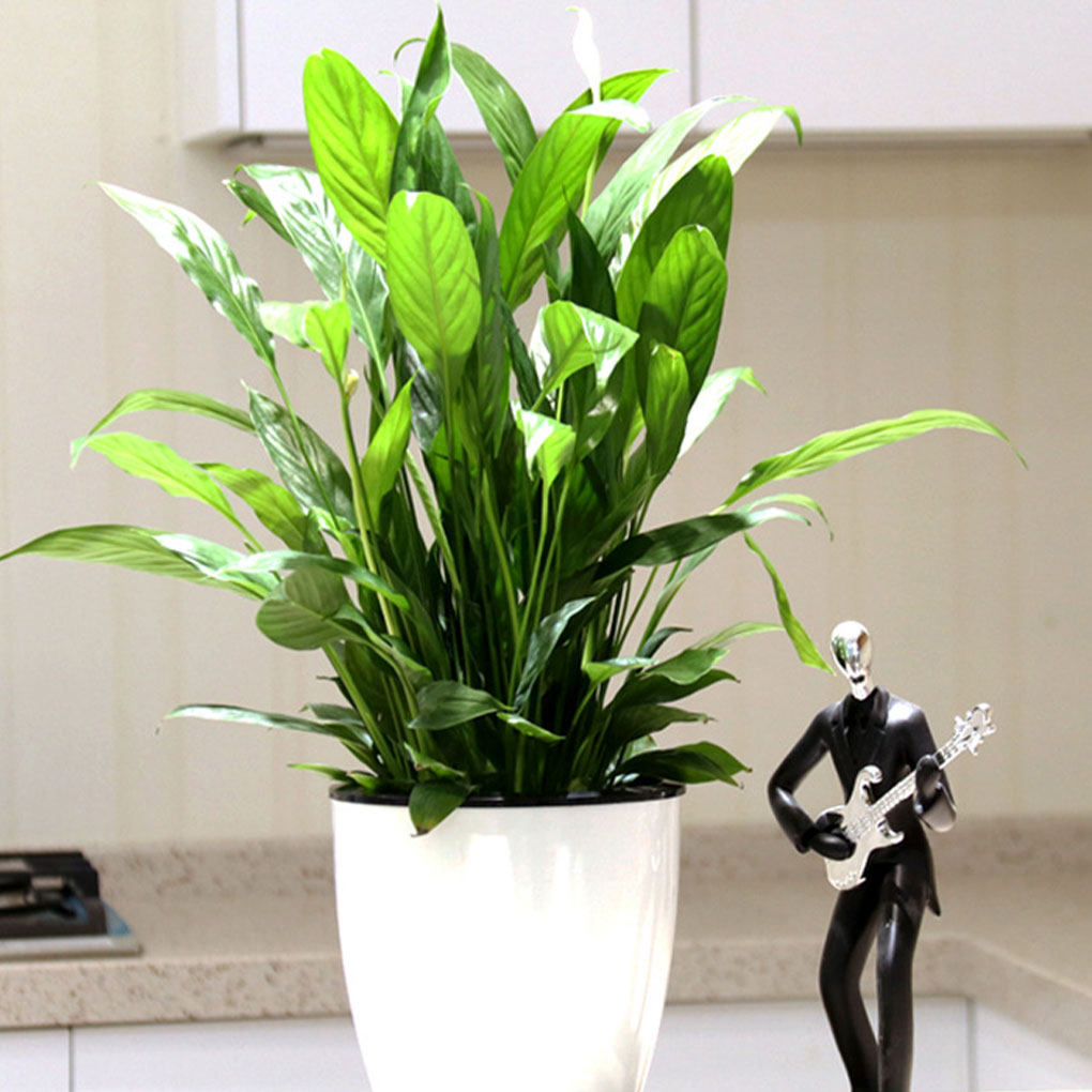 White Portable And Eco-friendl - đánh giá và giá Aloe Vera Pot