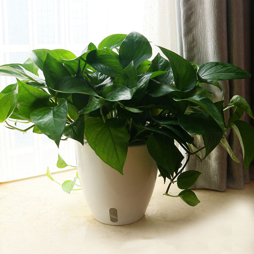 White Portable And Eco-friendl - đánh giá và giá Aloe Vera Pot