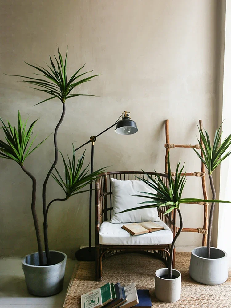 Simulation Plant Dracaena Marg - đánh giá và giá Dracaena Marginata