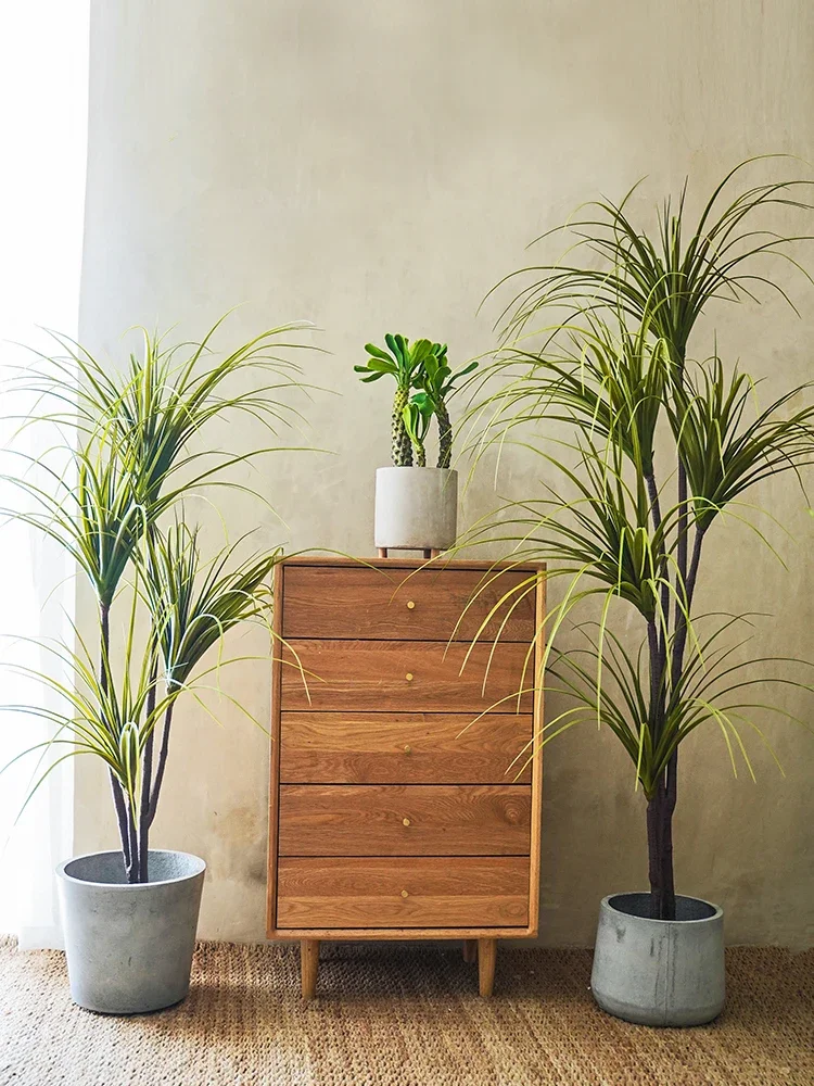 Simulation Plant Dracaena Marg - đánh giá và giá Dracaena Marginata