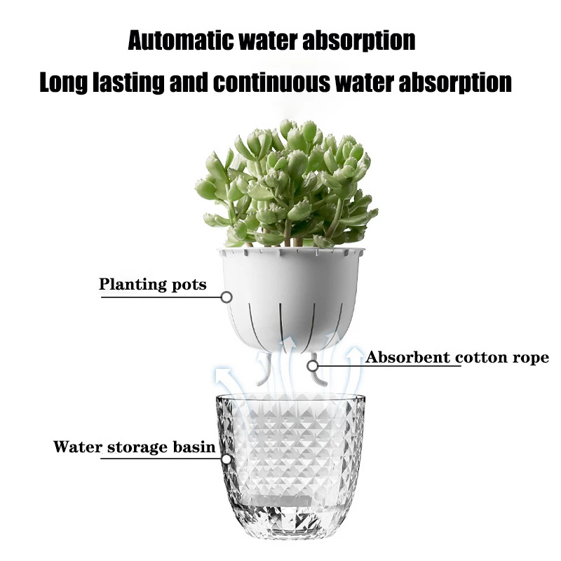 3pcs Transparent Double-Layer  - đánh giá và giá Aloe Vera Pot