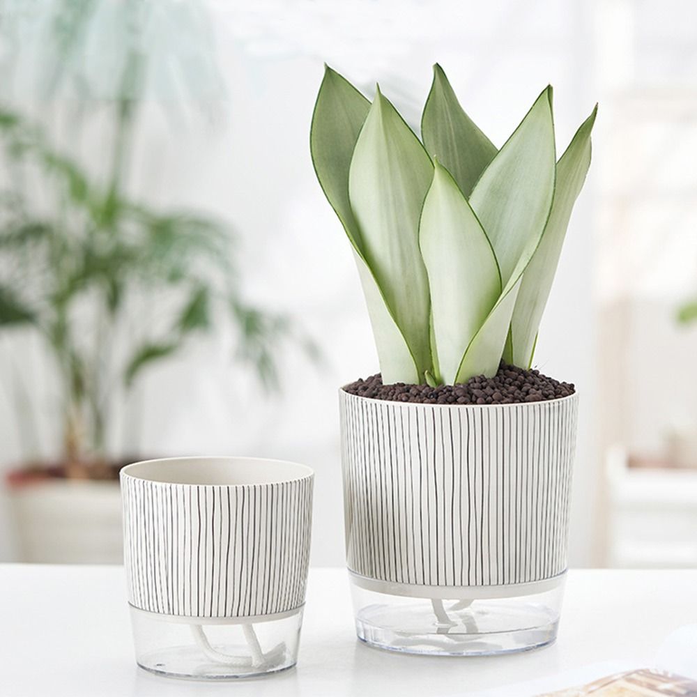 Transparent Self-watering Plan - đánh giá và giá Aloe Vera Pot