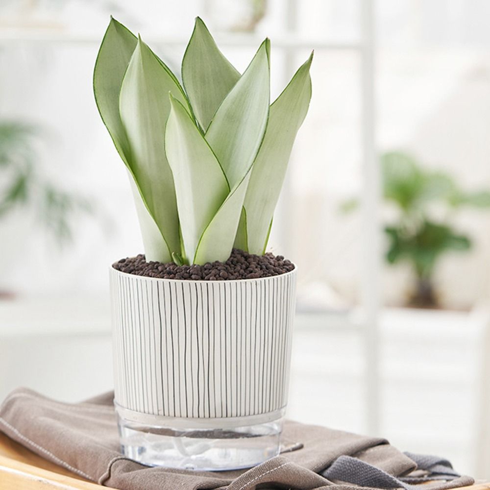 Transparent Self-watering Plan - đánh giá và giá Aloe Vera Pot