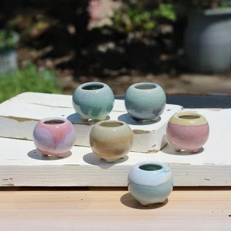 6Pcs Mini Flowerpot Succulents - đánh giá và giá Echeveria Succulent