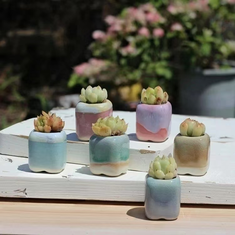 6Pcs Mini Flowerpot Succulents - đánh giá và giá Echeveria Succulent